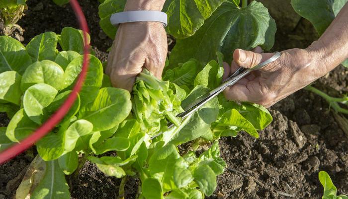 Hershey Community Garden