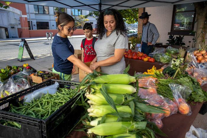 Three people lean over a table full of corn cobs and tomato plants.